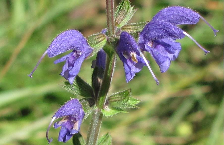 Salvia pratensis?